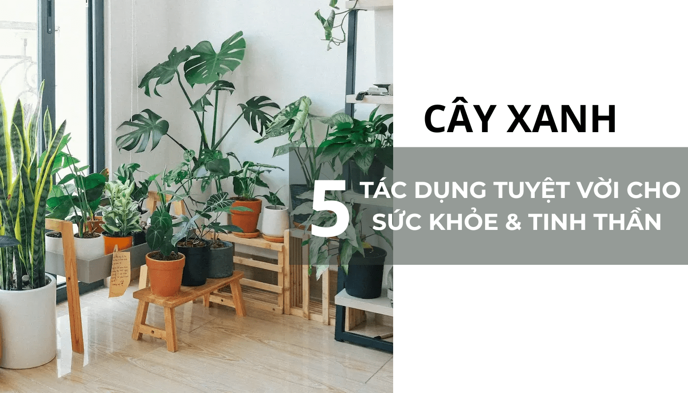 lợi ích của cây xanh cho sức khoẻ và tinh thần
