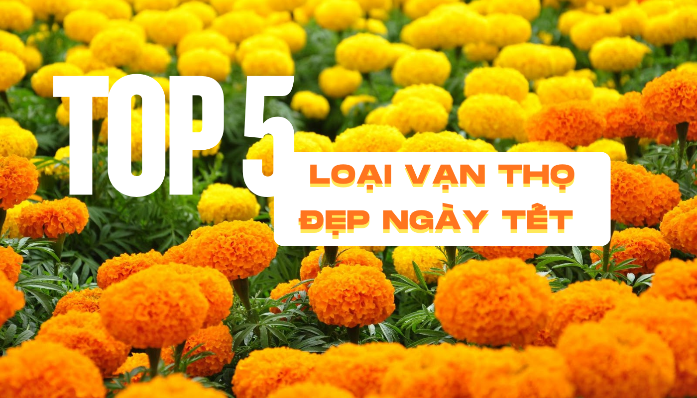 top 5 loại vạn thọ đẹp ngày tết