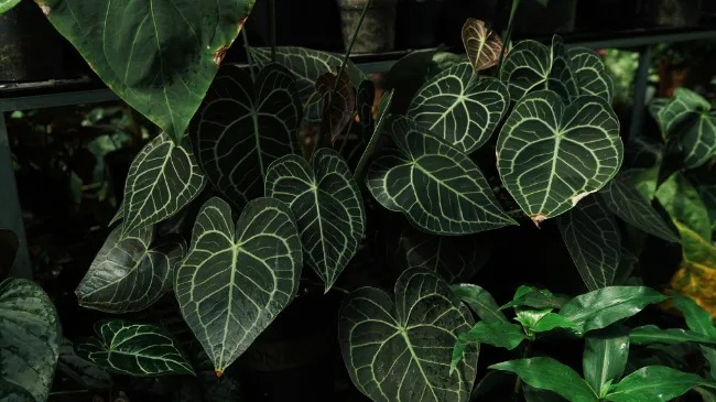 Tìm hiểu kiểng lá Anthurium hình trái tim siêu đẹp